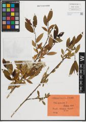 Foto von Salix pentandra L.